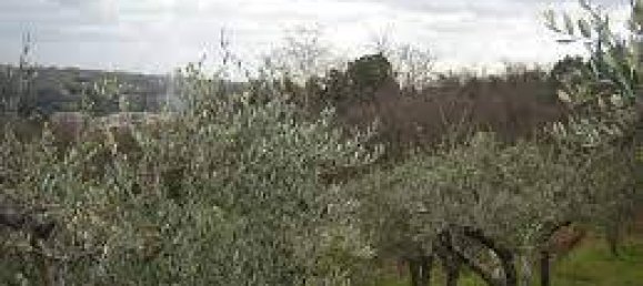 10600m² Land in Greve in Chianti, Italy No. 158681 4