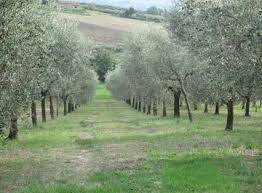 10600m² Land in Greve in Chianti, Italy No. 158681