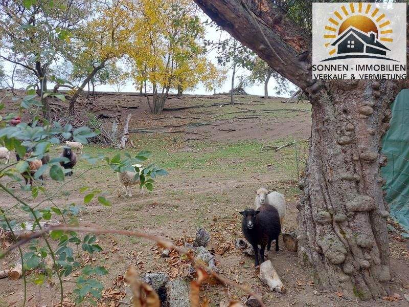  Land in Kreuzstetten, Austria No. 102565