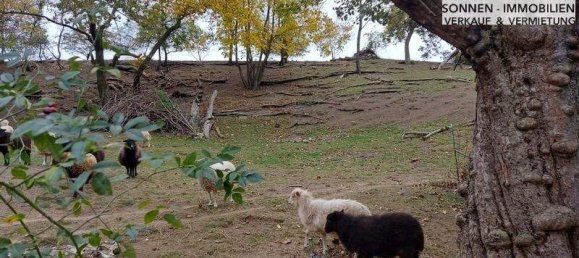  Land in Kreuzstetten, Austria No. 102565 6