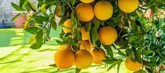 Terrain à San Miguel de Abona, Spain 553m² No. 27689 19