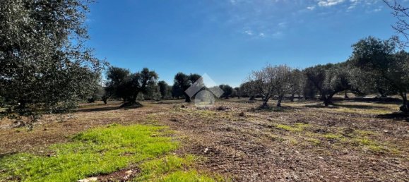 Дом с 2 спальнями в Челье Мессапика, Италия № 163662 28