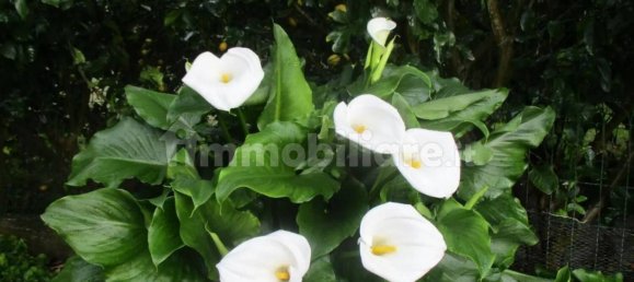 Квартира с 3 спальнями в Кашана Терме Лари, Италия № 94440 13