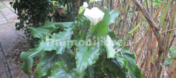 Квартира с 3 спальнями в Кашана Терме Лари, Италия № 94440 20