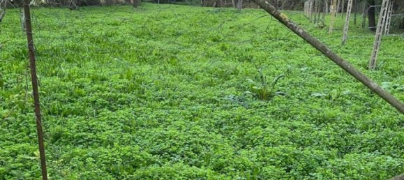 6غرفة منزل في Commessaggio, Italy رقم 251522 7