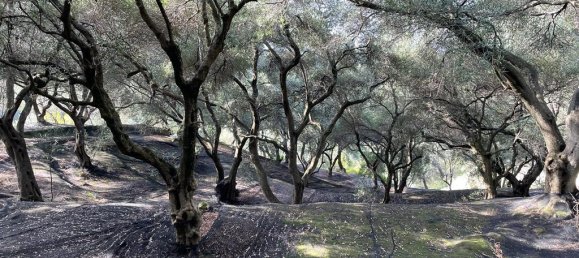 12000m² Hotel in Corfu, Greece No. 2795 10