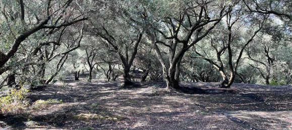 12000m² Hotel in Corfu, Greece No. 2795 7