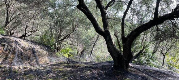 12000m² Hotel in Corfu, Greece No. 2795 4