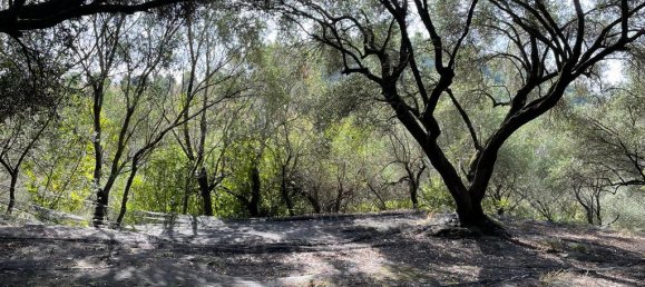 12000m² Hotel in Corfu, Greece No. 2795 5