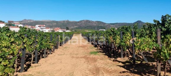 10 bedrooms Land in Favaios, Portugal No. 99550 5