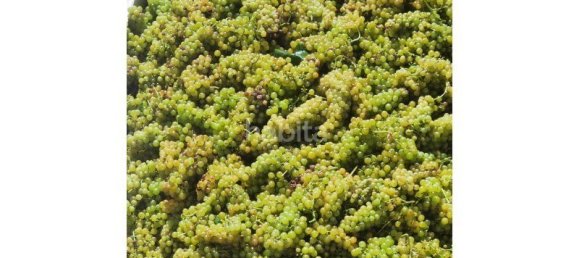 10 bedrooms Land in Favaios, Portugal No. 99550 8