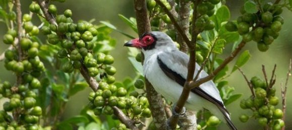 Земельный участок в Тиларан, Коста-Рика № 1548 4