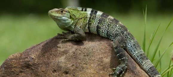 Земельный участок в Тиларан, Коста-Рика № 1548 5