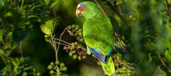 Земельный участок в Тиларан, Коста-Рика № 1548 6