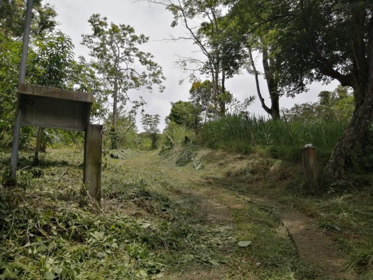 Земельный участок в Тиларан, Коста-Рика № 1548