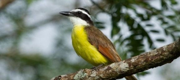 Земельный участок в Тиларан, Коста-Рика № 1548 3