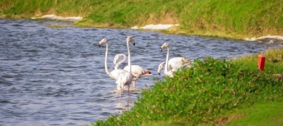 18405m² Land in Al Zorah, UAE No. 102658 8