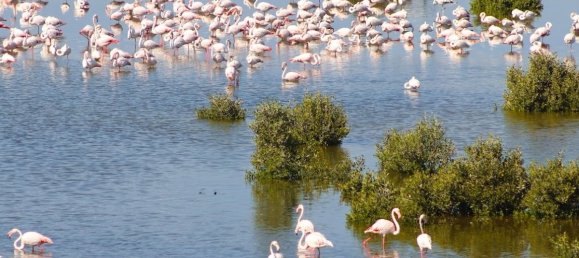 18405m² Land in Al Zorah, UAE No. 102658 20