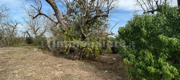 2 bedrooms Villa in Cutrofiano, Italy No. 155032 6