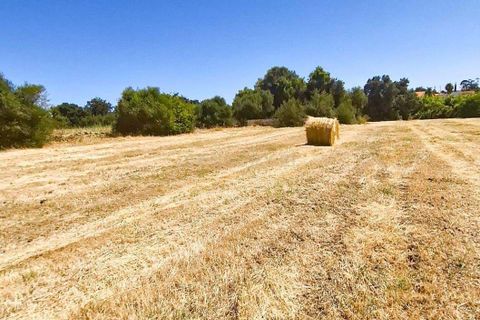 Terrain à Silves, Portugal No. 255027