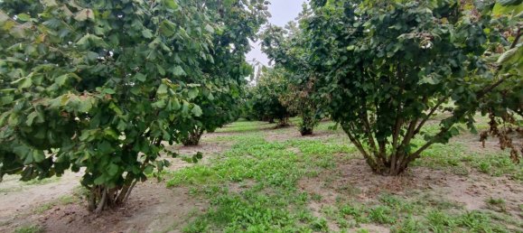 Grundstück in Cherasco, Italy 80000m², Nr. 337344 3