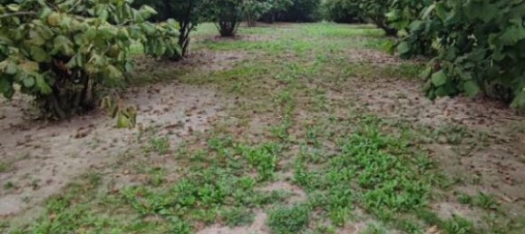 Grundstück in Cherasco, Italy 80000m², Nr. 337344 6