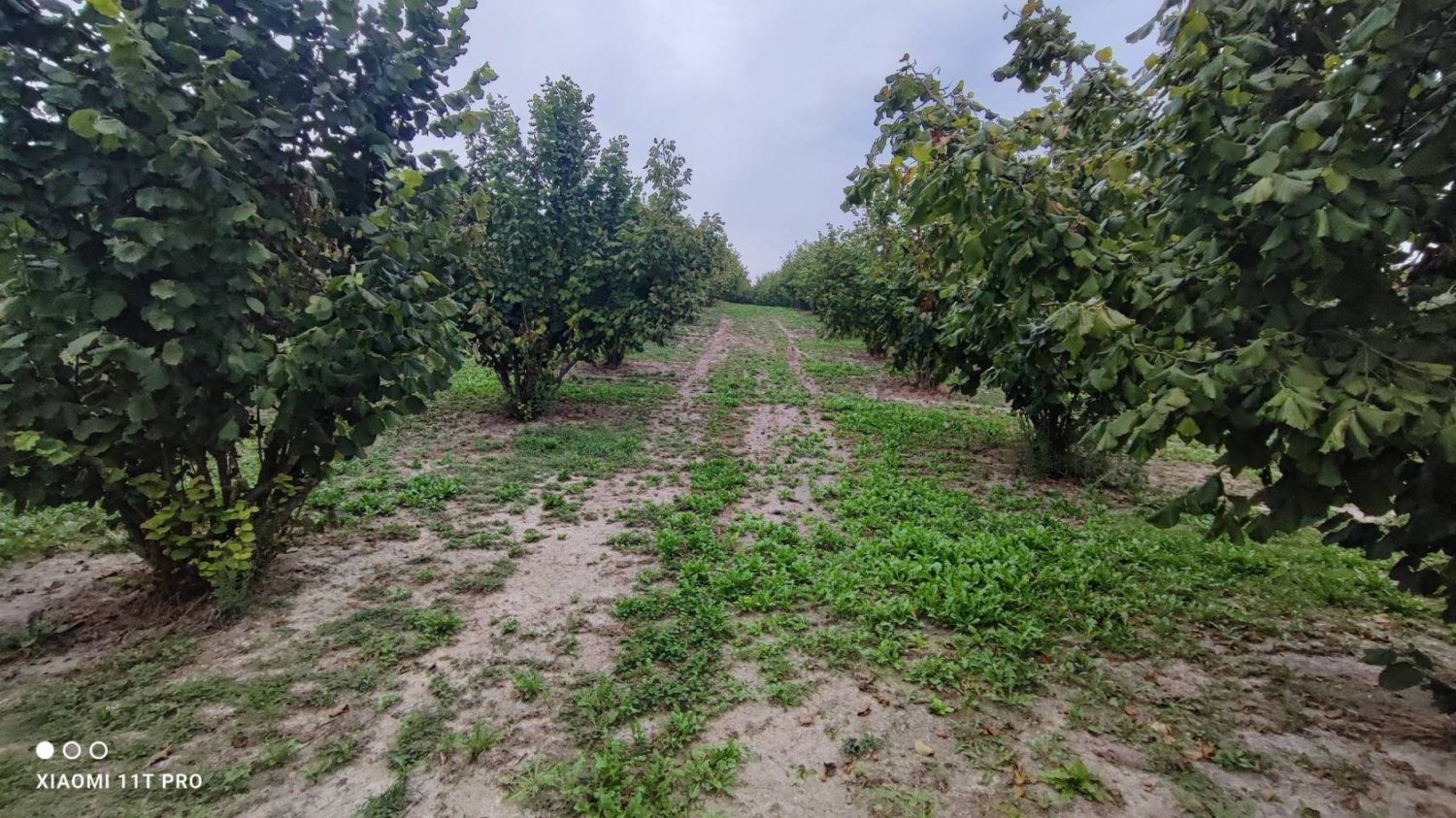 Grundstück in Cherasco, Italy 80000m², Nr. 337344