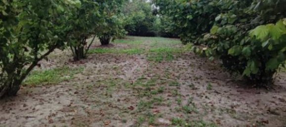 Grundstück in Cherasco, Italy 80000m², Nr. 337344 5