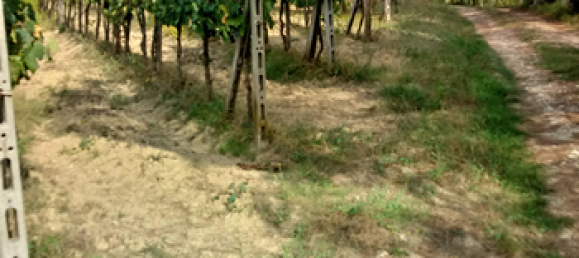 Terrain à Bagno a Ripoli, Italy 13000m² No. 257299 3