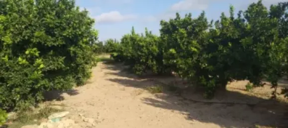 Gewerbliche Immobilie in Favara, Spain, Nr. 133727 6