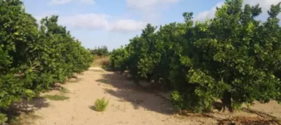 Gewerbliche Immobilie in Favara, Spain, Nr. 133727 11