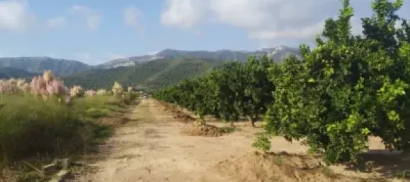 Gewerbliche Immobilie in Favara, Spain, Nr. 133727 4