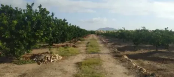 Gewerbliche Immobilie in Favara, Spain, Nr. 133727 8