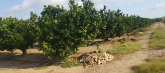 Gewerbliche Immobilie in Favara, Spain, Nr. 133727 9