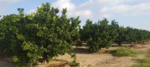 Gewerbliche Immobilie in Favara, Spain, Nr. 133727 3