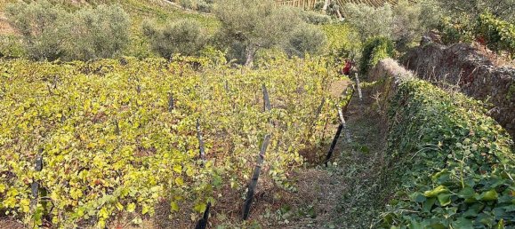 1 غرف نوم منزل في Cambres, Portugal رقم 184290 5