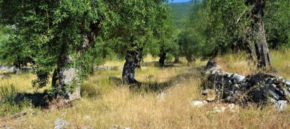 4127m² Hotel in Corfu, Greece No. 4129 6