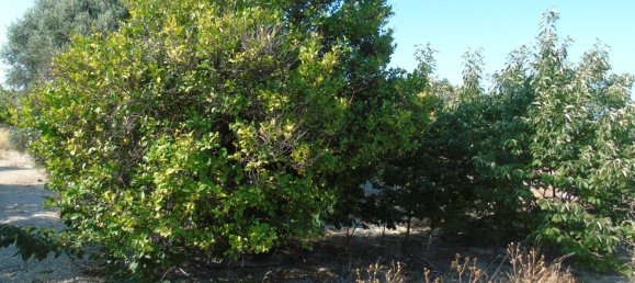 19400m² Land in Murcia, Spain No. 181125 24