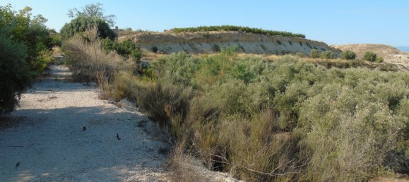 19400m² Land in Murcia, Spain No. 181125 20