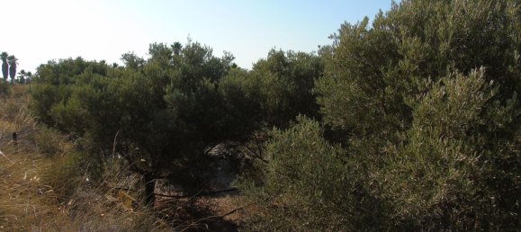 19400m² Land in Murcia, Spain No. 181125 12