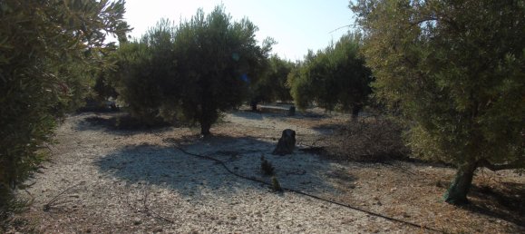 19400m² Land in Murcia, Spain No. 181125 17