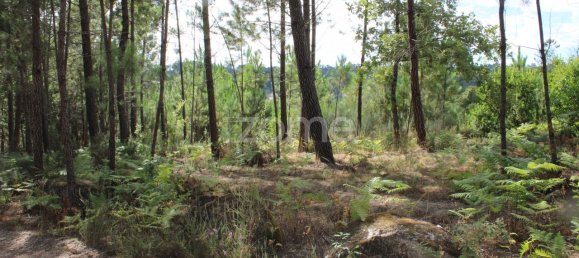 قطعة أرض في Viseu, Portugal 3968متر مربع رقم 91722 30