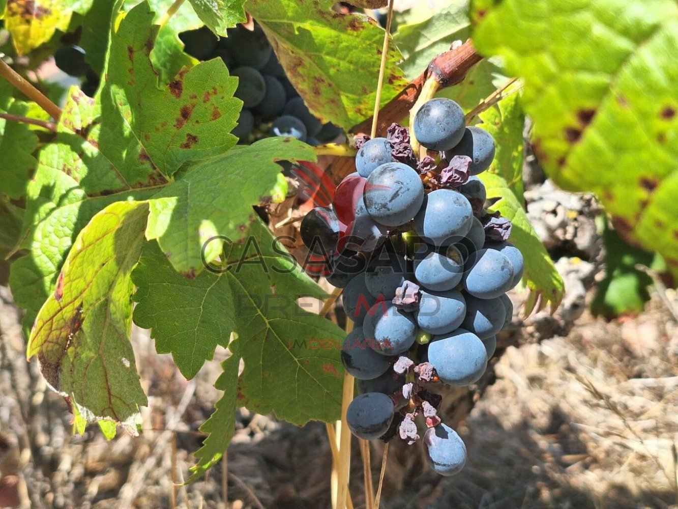  Land in Santarem, Portugal No. 279218