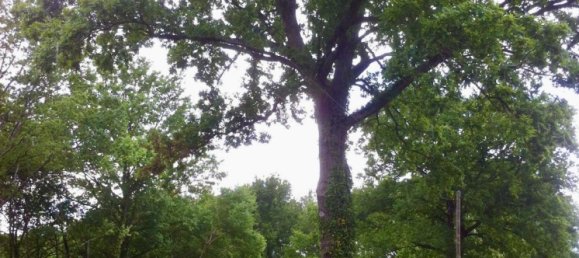 2894m² Land in Montbouy, France No. 104470 3