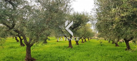 Дом с 2 комнатами в Мартина Франка, Италия № 19353 7