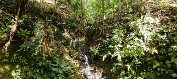 terreno en venta en Savegre, Quepos, Puntarenas, Costa Rica № 2041 2