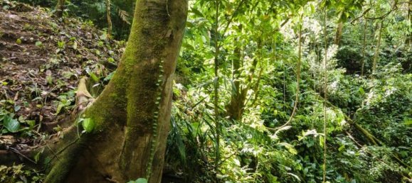 terreno en venta en Savegre, Quepos, Puntarenas, Costa Rica № 2041 6