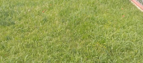 4-Zimmer Haus in Carrara, Italy, Nr. 48092 25