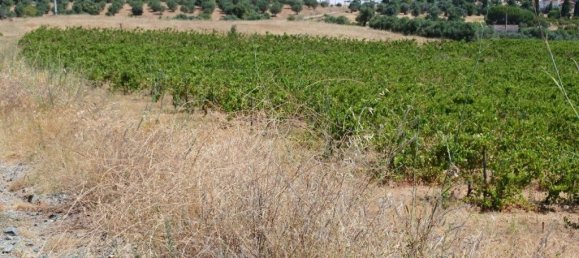 15800m² Land in Vila de Frades, Portugal No. 30830 9