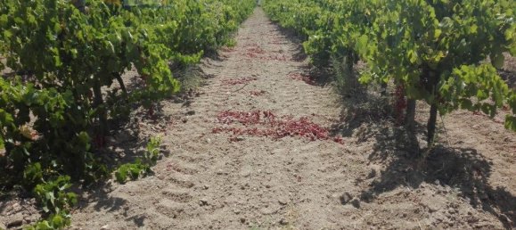 15800m² Land in Vila de Frades, Portugal No. 30830 4